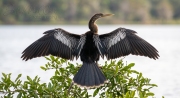 anhinga-spread-circleb-wm