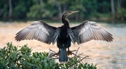 anhinga-spread-circleb1-wm