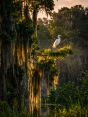 egret-at-sunset-wm