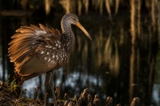 heron-at-sunset-wm