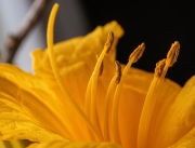 lilly-upclose-wm