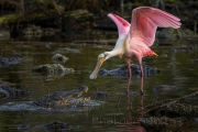 spoonbill-gator-circleb-wm