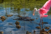 spoonbill-gator-circleb2-wm