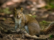 squirrel-wm