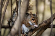 squirrel2-wm